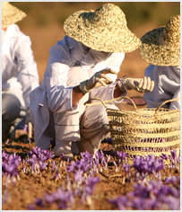 History of Saffron - Norvist