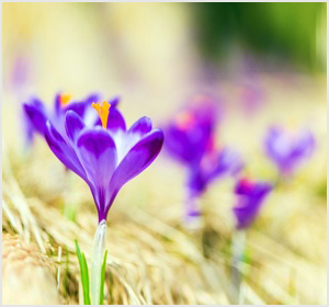 History of Saffron - Norvist